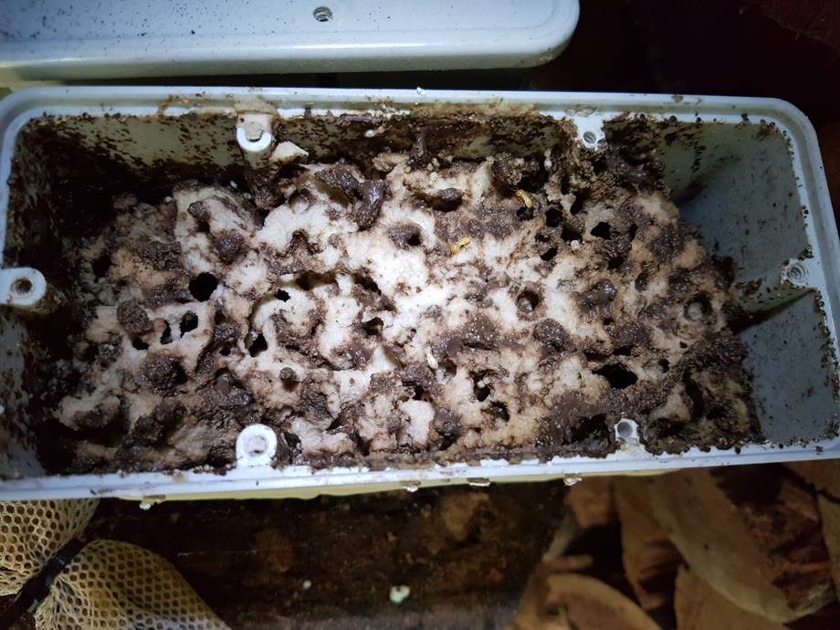 Above-ground termite bait station after the colony has moved through the bait
