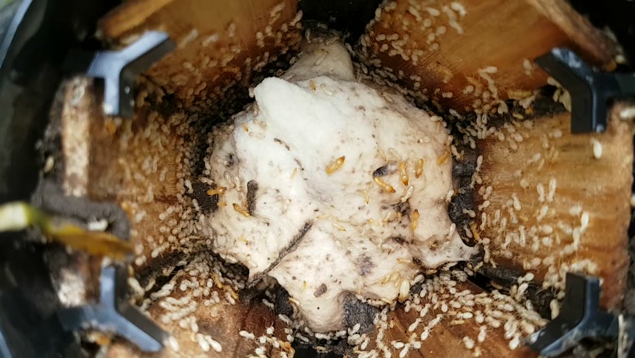 Live termites working the bait inside a Radar Pest Control in-ground termite station