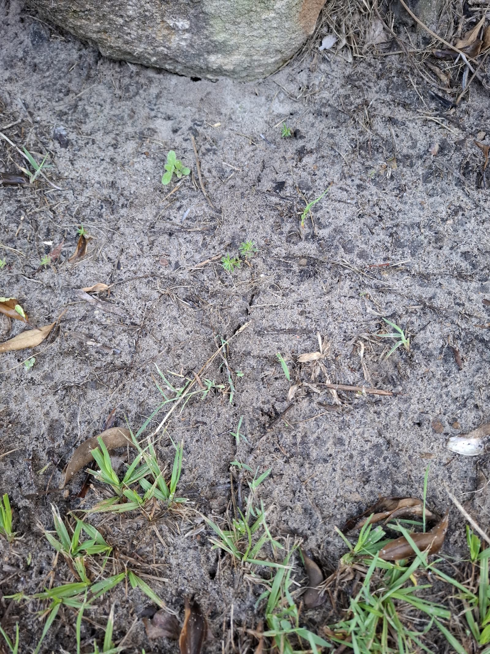 Coastal brown ants found on a Sunshine Coast job