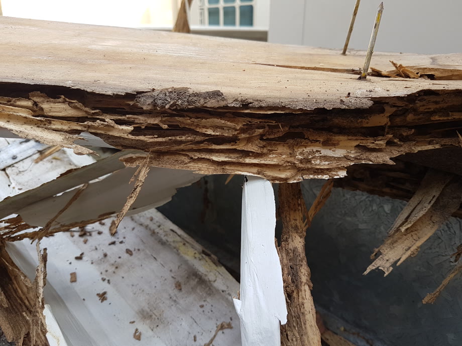Timber eaten from the inside out by termites, found during a pre-purchase inspection