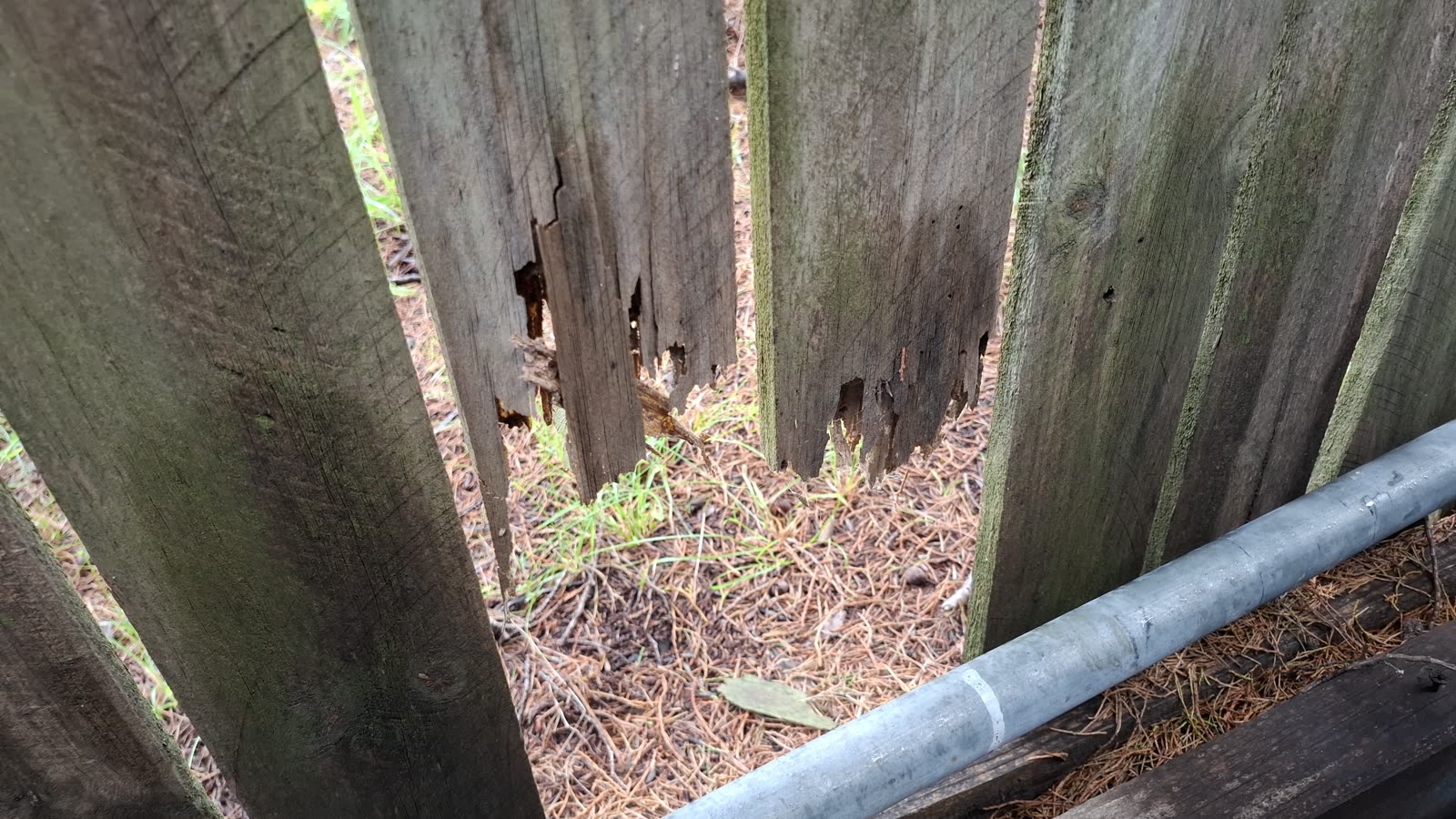 Fence timber eaten out by termites on the Sunshine Coast