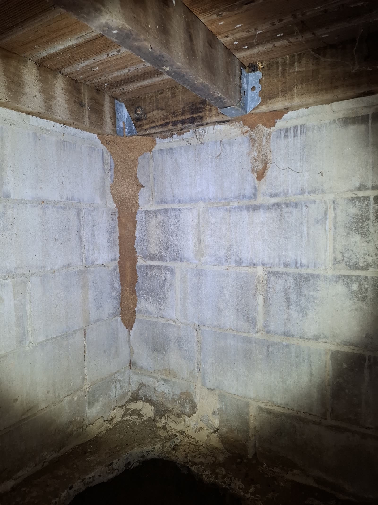 Termite mud leads found during a Sunshine Coast termite inspection