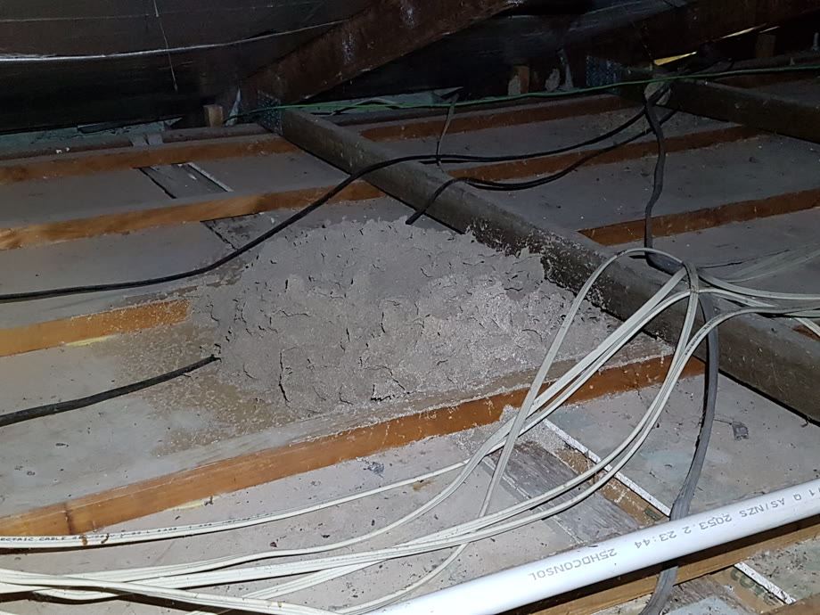 A termite nest found in a roof void during a pre-purchase inspection
