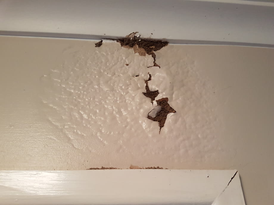 Bubbling, rippling paint on an internal wall: a classic early warning sign of termite activity