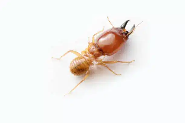 Termite considerations - Radar Pest Control