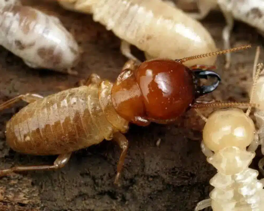 Termite damage to wooden structures