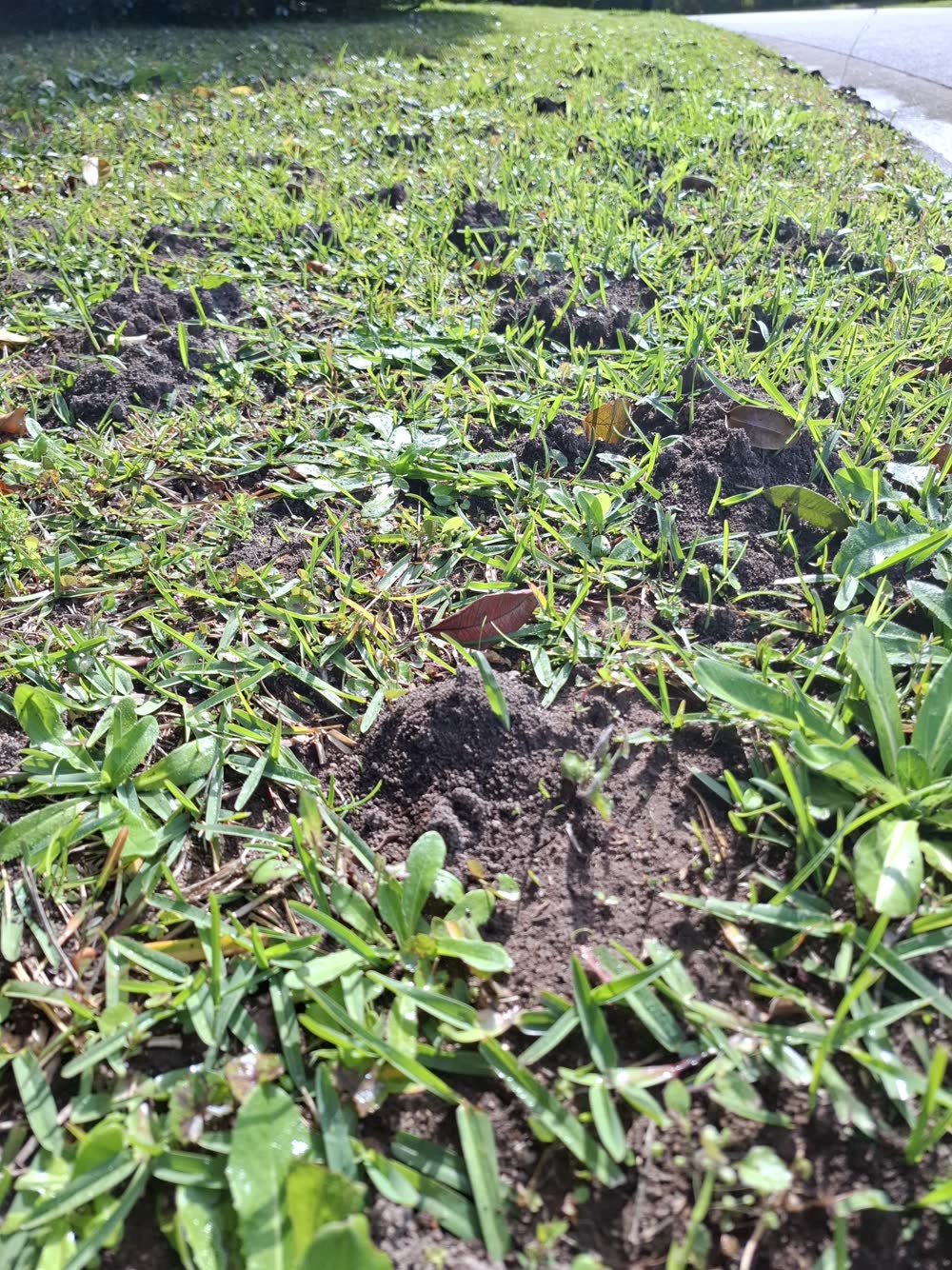 Fresh funnel ant mounds scattered across a Sunshine Coast lawn